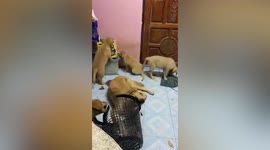 Six naughty Golden Retriever puppies much on objects inside living room