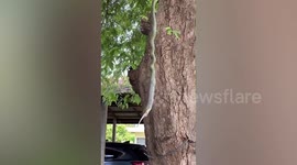 Tree snake swallows gecko while it hangs on branch