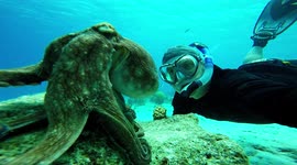 Diver wins staring contest with octopus in funny close encounter in Curaçao