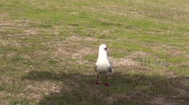 Greedy Silver Gull gobbles up bread then throws up