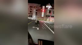Brown bear spotted sprinting through streets in southern China