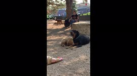 Persistent pup tries desperately to befriend disinterested Rottweiler
