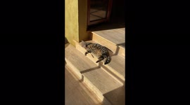 'Cats Angry at Dog after getting their Sunbath Interrupted '