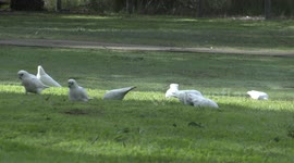 Cockatoo gardeners - Little Corellas excavating holes in the lawn – looking for food.