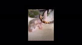 funny lizard show: lizard with the most swag