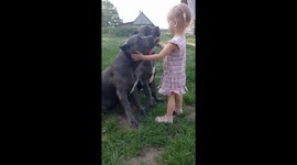Little girl is the best friend for her dogs  (Deutscher Boxers)