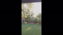 Kids enjoy watching a dead tree in our backyard fall down using a chainsaw.