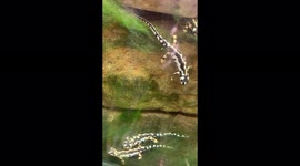 Reptile park at ZSL London. Swimming water creatures