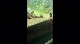 Turtle rushes to greet visitors at ZSL reptile house in London
