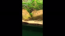 Frogs spring to life in tank at ZSL London zoo