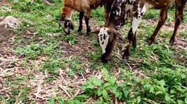 Animal a goat Ething green grees outdoor beautiful 4k footage