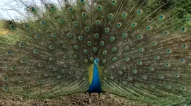 Peacock on all its pride became a beautiful model for posing to the video in South India