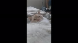Kitty just waking up from a afternoon nap life is great being a cat