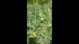 The garden out back from my house to yours. On such a nice a nice day.have a great day
