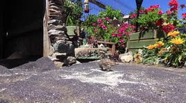 Sparrows eating on backyard chilean beach house. Lipimavida beach.