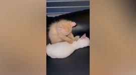 Thoughtful cat massages brother’s back after being tired from playing