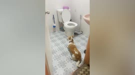 Pet dog refuses to leave monitor lizard it found in toilet