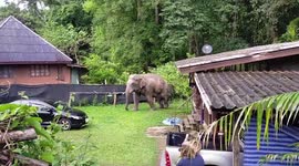 Wild elephant takes a stroll through shocked local's backyard in Thailand