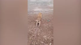 Cheeky pet dog fakes injury to fool owner in northern Thailand