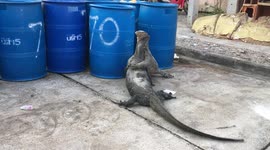 Godzilla monitor lizards wrestle outside house in Thailand