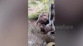 Rat snake couple perform intriguing mating ritual that looks like dancing