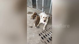 Labrador takes care of tiger cubs rejected by mother in eastern China