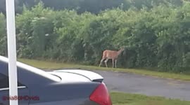 A young whitetail doe grazes peacefully during the early morning.