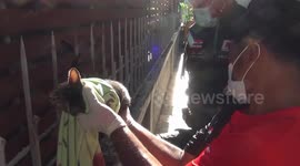 Stray cat impaled on metal railings rescued in Thailand