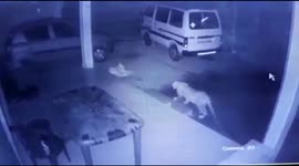 Lucky pet dog escapes from jaws of wild leopard in southern India