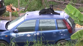 An old car breaks down on a quiet country road, this black dog stands guard on top of the car waiting for his master to return.