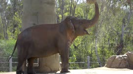 Zookeepers at San Diego Zoo have a range of ways to keep their animals entertained
