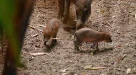 These 2-Week-Old ‘Figlets’ Are The Cutest Animals You’ll See All Day!