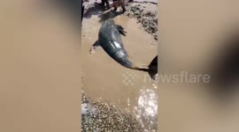 Officials scramble to rescue 9 melon-headed whales stranded on beach in eastern China