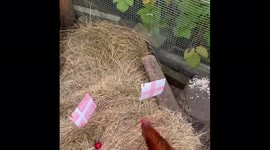 Chickens predict England WIN over Denmark in Euro 2020 semi-final