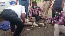 Deer gets rescued after plunging inside deep pit in central India