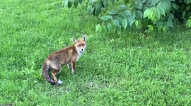 City fox enjoying summer evening in London communal garden