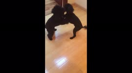 Two cute poodles having a great time
