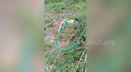 Rat snake couple mate in backgarden in front of shocked resident