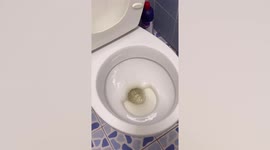Creepy centipede swims on toilet bowl before being flushed down