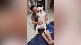 Chubby pet bull terrier lays on owner to ask for relaxing stomach rubs