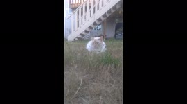 The cat in the backyard on the prowl to get some some kitten food. Living life outside. Watch out he will get you