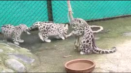 Endangered snow leopard cubs play in Darjeeling zoo, India