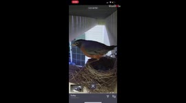'Nest Cam Records the Daily Adventures of a 'Robin Family''