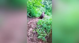 Baby elephant slides down muddy slope in southwestern China