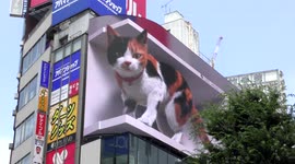 Hyper-realistic 3D cat appears on billboard outside Shinjuku station