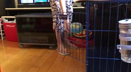 'Hungry Dog Figures Out a Way to Unlock Cage Door to Eat Food '