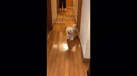 'Fluffy Dog Nails Obstacle Challenge Like a Boss... Corporate Boss ;) '