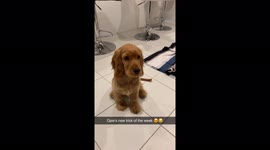'Dramatic Dog's Epic Reaction on Being Shot by Finger Gun '