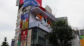 Giant 3D cat shown on billboard in Tokyo, Japan