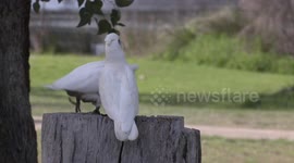 What are these Cockatoos up to?  Little Corella pair messing about on top of a tree stump.
